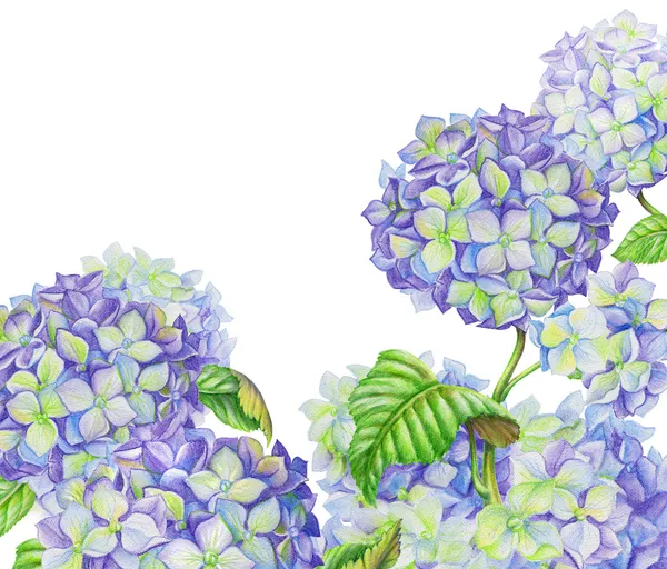 Aquarelle peinte fleurs d'hortensia — Photo