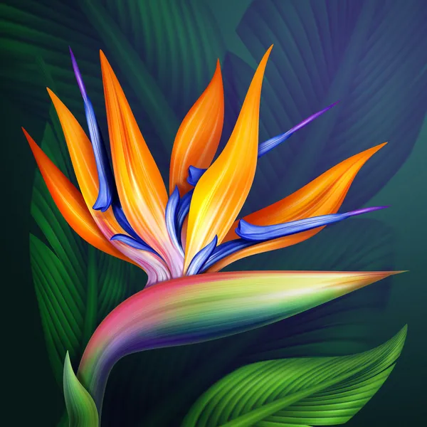 Strelitzia Vogel Blume — Zdjęcie stockowe