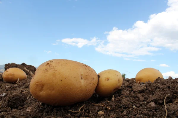 Potato field Stock Photo