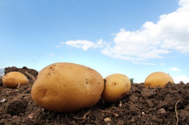 Patates Tarlası