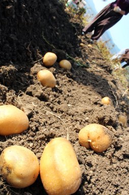 Patates Tarlası