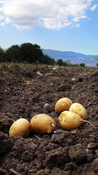 Fazenda de batata no campo — Fotografia de Stock