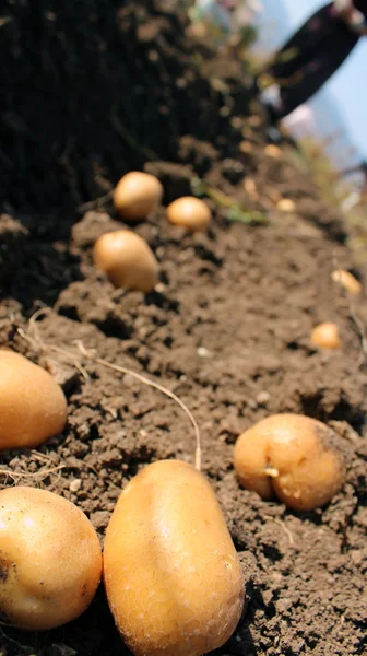 Campo de batata — Fotografia de Stock