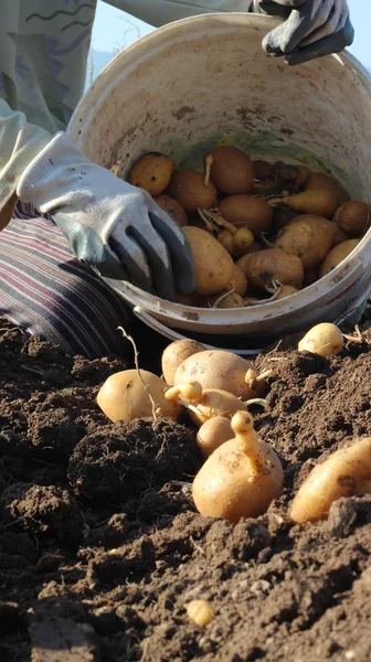 Campo de batata — Fotografia de Stock