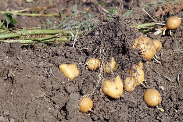 Aardappelveld — Stockfoto