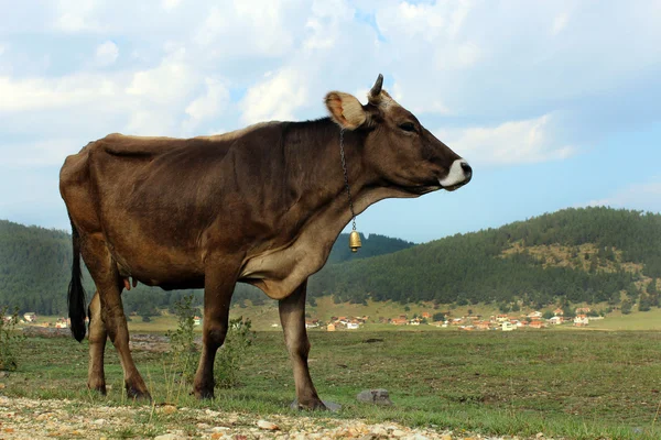 Vacas en el bosque — Foto de Stock