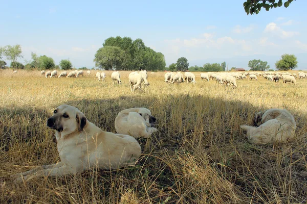 Perro de oveja de Anatolia — Foto de Stock