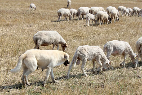 Perro de oveja de Anatolia — Foto de Stock