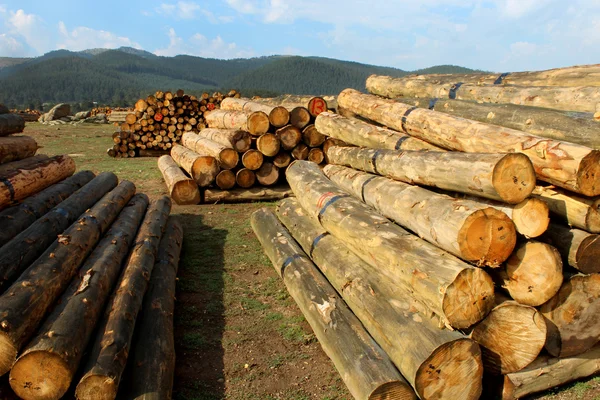 Timber logs in the depot Royalty Free Stock Photos