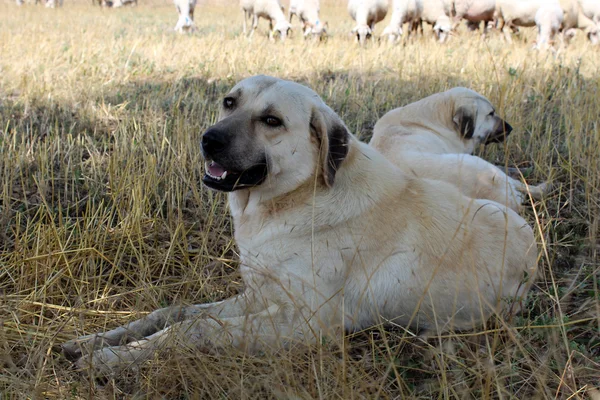Anatolische schapen hond Stockfoto