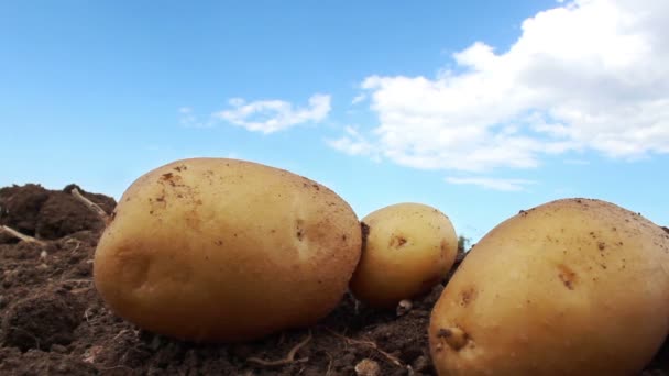 Aardappel boerderij in het veld — Stockvideo