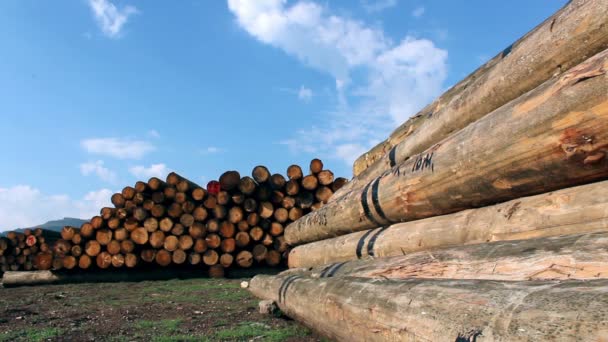 Registos de madeira no depósito — Vídeo de Stock