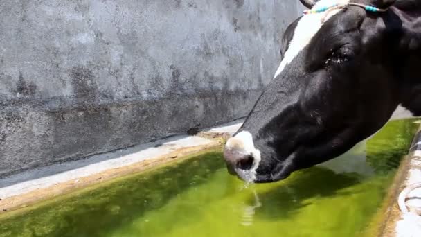 Cow drinking water — Stock Video