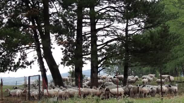Вівці — стокове відео
