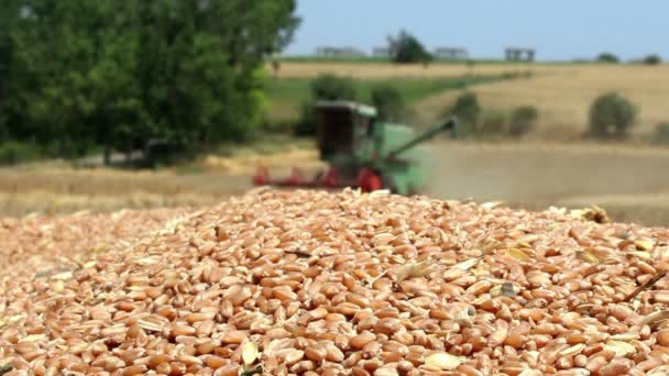 Maaimachine werkt in tarweveld combineren — Stockvideo