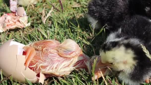 Chick broedeieren in de weide — Stockvideo