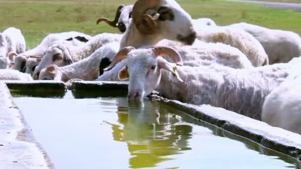 Schafe trinken Wasser — Stockvideo