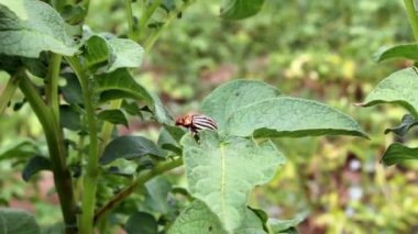 Patates böceği türleri