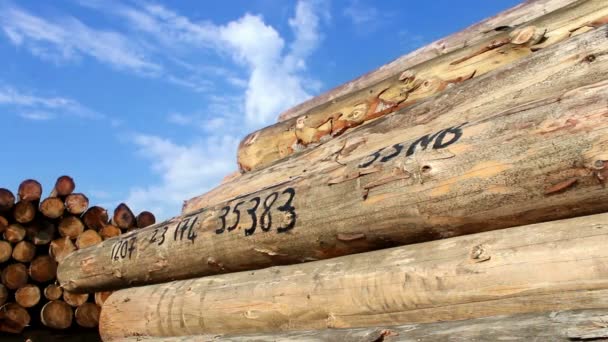 Troncos de madera en el depósito — Vídeo de stock