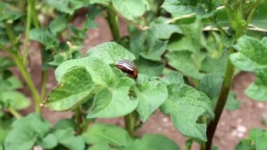 Patates böceği türleri