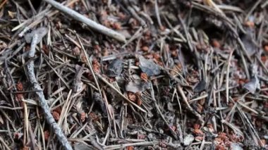 işçi karıncalar orman