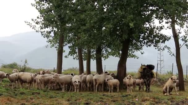 Стадо овец и ослов — стоковое видео