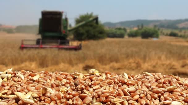 Combine harvester working in wheat field — Stock Video