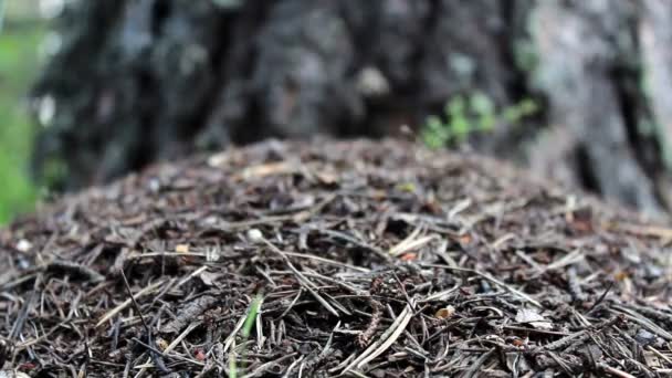 Hormigas obreras en el bosque — Vídeo de stock