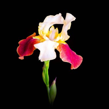 İris yakın plan siyah arkaplanda izole edildi.