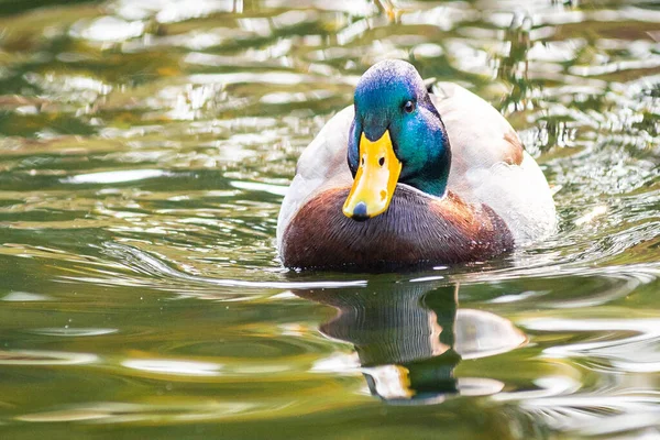 Yaban ördeği veya yaban ördeği (Anas platyrhynchos) gölette yüzer..