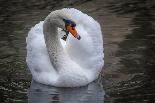 Gros Plan Cygne Sur Étang Dans Parc Stryiskyi — Photo