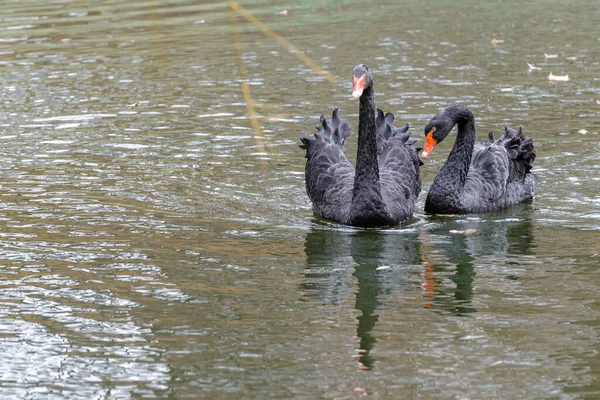 Zwarte Zwanen Vijver Het Stryiskyi Park — Stockfoto