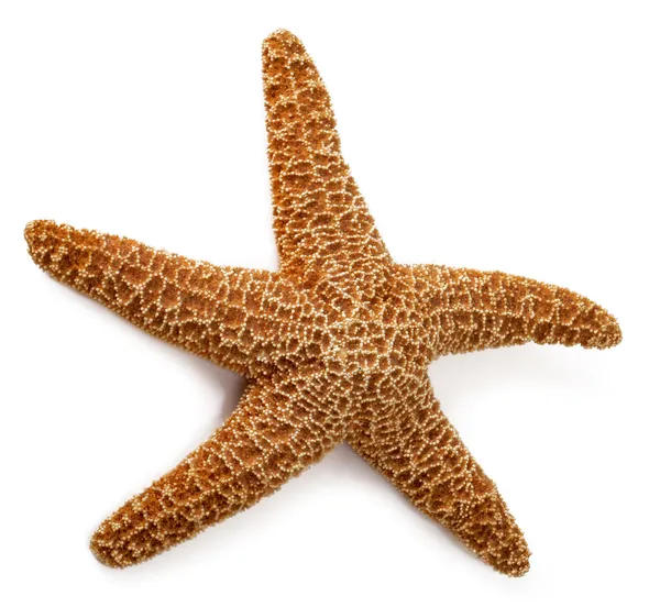 Estrela-do-mar vermelha isolada em branco. Estrela do mar de Asteroidea — Fotografia de Stock