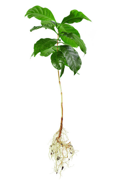 whole coffee arabica plant with leaves, stem and roots isolated on white