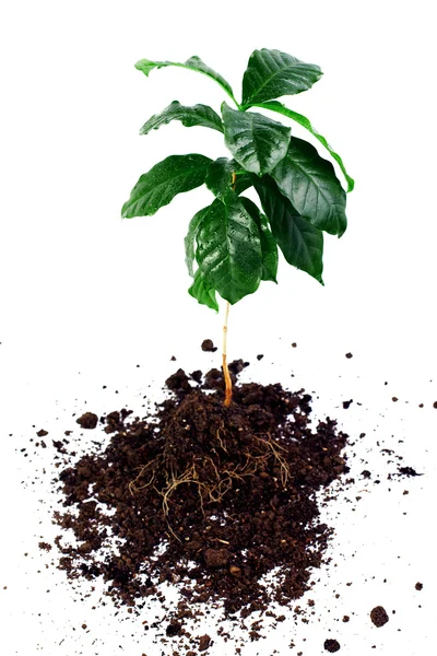 Planta inteira de café arábica com folhas, caule e raízes isoladas em branco — Fotografia de Stock