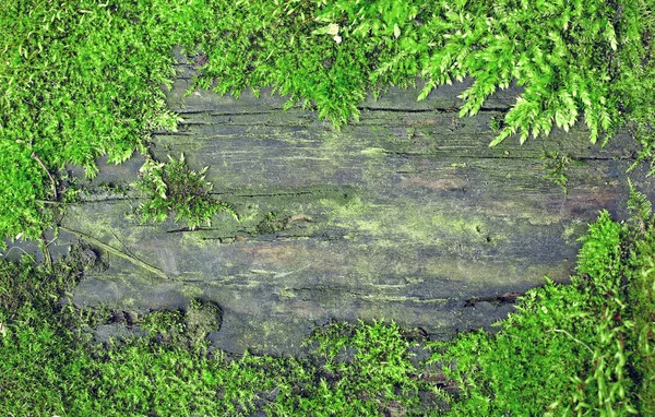 Vieja textura de madera sucia en marco de musgo — Foto de Stock