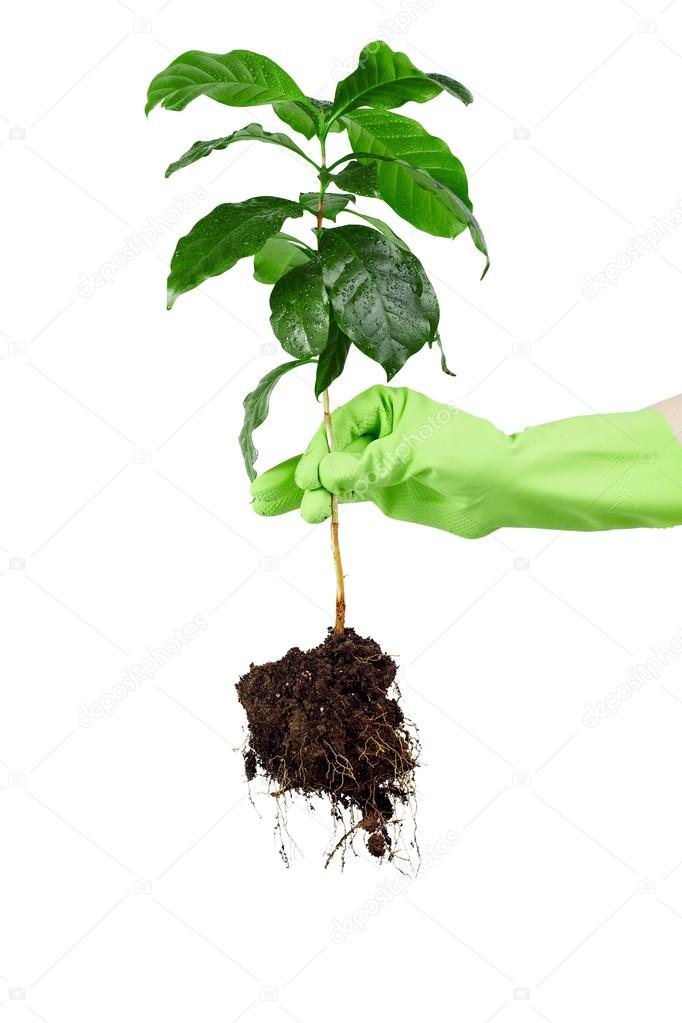 Planting young coffee tree isolated on white