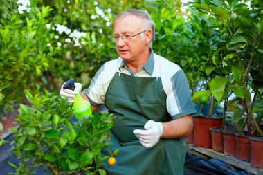 Komuta sizde, bahçıvan narenciye bitki sera içinde önem verdiği