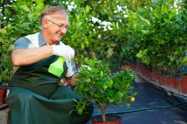 kıdemli mutlu bir adam, bahçıvan narenciye bitki sera içinde önem verdiği
