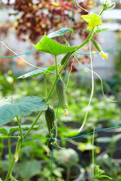 Fresh cucumber plant with blossoms and leaves growing in greenhouse — Stock Photo, Image