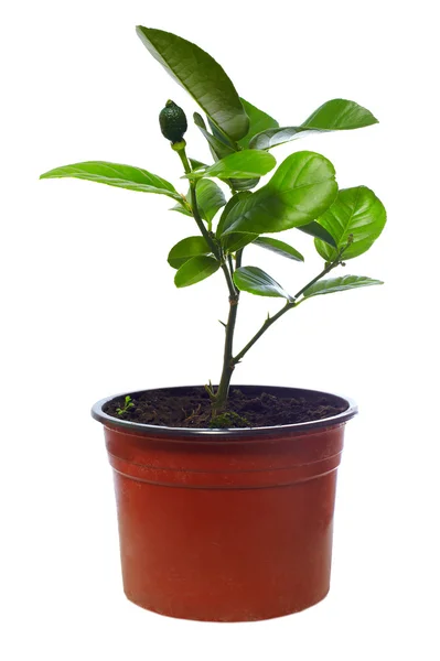 Pequena planta citrina em vaso, isolada sobre branco — Fotografia de Stock