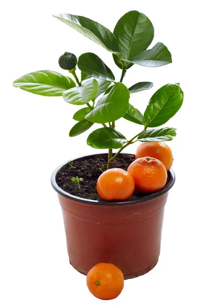 Planta joven de mandarina en maceta con frutos inmaduros y maduros aislados en blanco —  Fotos de Stock