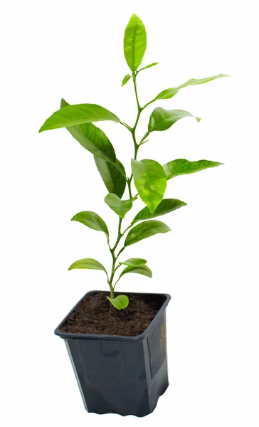 Pequeña planta de árbol de cítricos en maceta, aislada en blanco —  Fotos de Stock