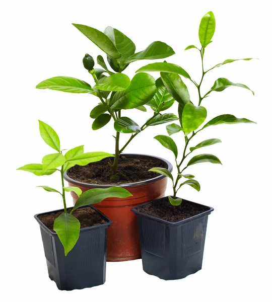 Group of several young potted citrus plants isolated on white — Stock Photo, Image