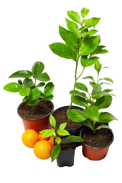 Group of several young potted citrus plants isolated on white — Stock Photo, Image