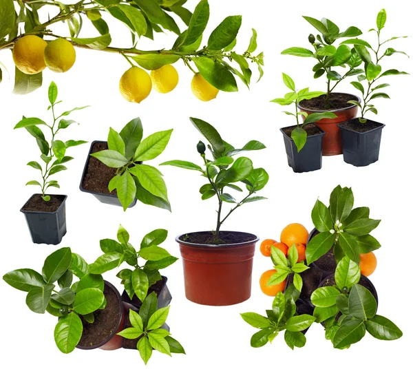 Group of young potted citrus sprouts isolated on white — Stock Photo, Image