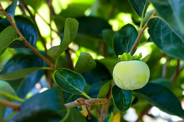 Omogna persimon hängde på ett träd — Stockfoto
