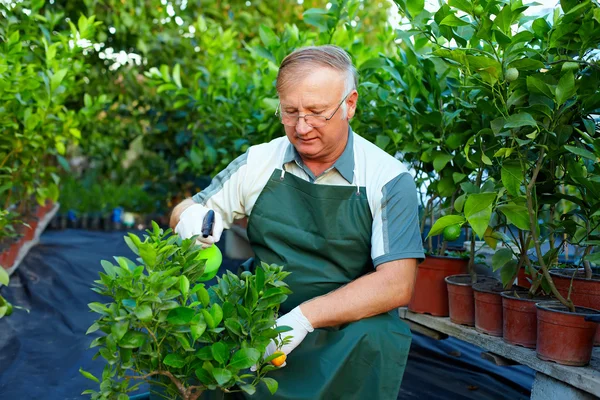 Komuta sizde, bahçıvan narenciye bitki sera içinde önem verdiği