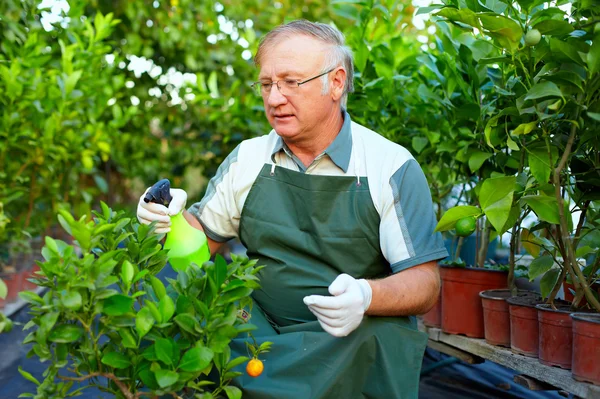 Starší muž, zahradník pečuje o citrusové rostliny ve skleníku — Stock fotografie