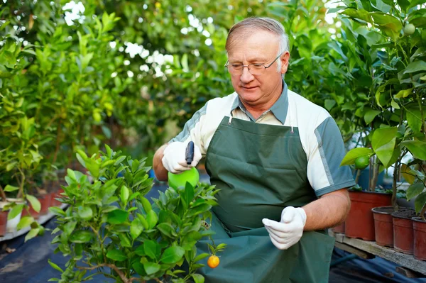 Senior man, gardener cares for citrus plants in greenhouse — Stock Photo, Image